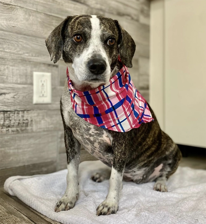 Fort Collins Apartment Complex for Rent The Alpine Apartments